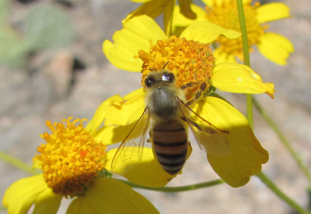 Brittlebush blooms